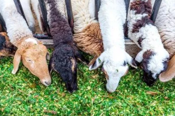 怎么用豆腐渣喂羊,拌入日粮中饲喂才能满足营养需求