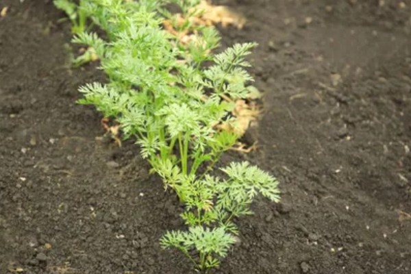 胡萝卜如何育苗，选择沙壤土种植为佳