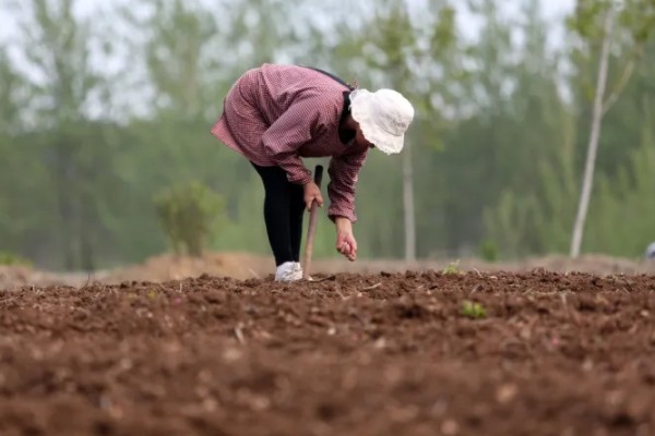 胡萝卜如何育苗，选择沙壤土种植为佳