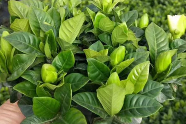 栀子花有花苞却不开花的原因，可能是光照不足所致