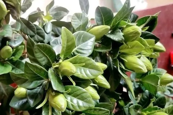 栀子花有花苞却不开花的原因，可能是光照不足所致