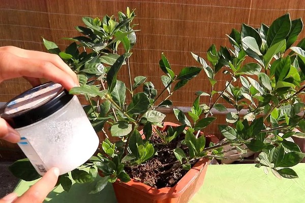 栀子花有花苞却不开花的原因，可能是光照不足所致