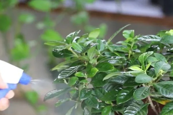 栀子花有花苞却不开花的原因，可能是光照不足所致