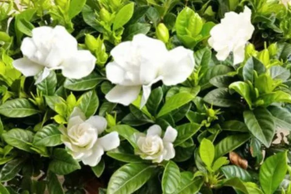 栀子花有花苞却不开花的原因，可能是光照不足所致