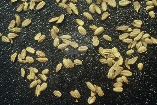 胡萝卜如何育苗，选择沙壤土种植为佳