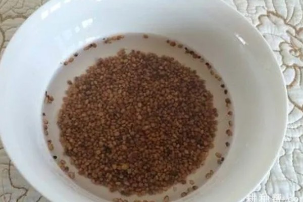 胡萝卜如何育苗，选择沙壤土种植为佳