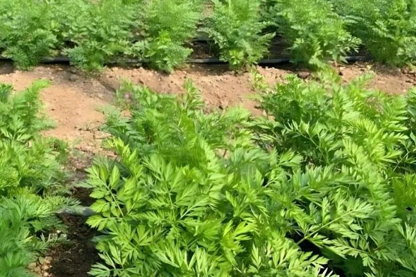 胡萝卜如何育苗，选择沙壤土种植为佳