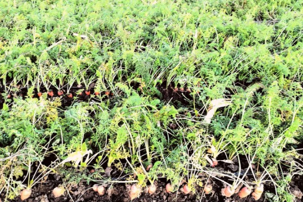 胡萝卜如何育苗，选择沙壤土种植为佳
