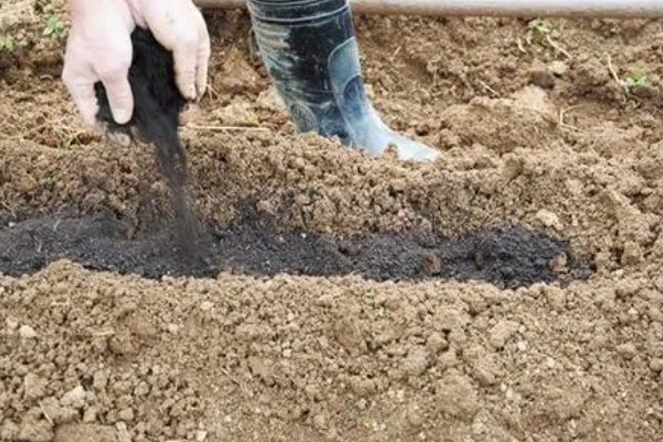 胡萝卜如何育苗，选择沙壤土种植为佳