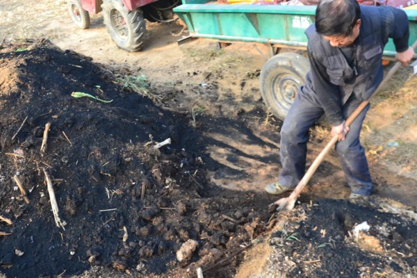 胡萝卜如何育苗，选择沙壤土种植为佳