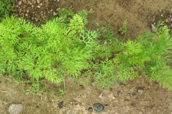 胡萝卜如何育苗，选择沙壤土种植为佳