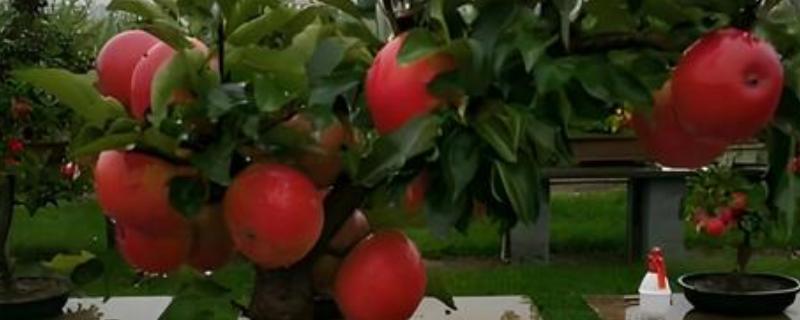 苹果树盆栽方法，上盆后要浇透水