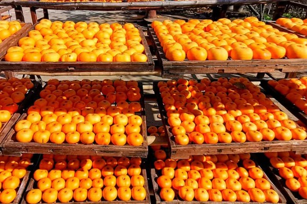 怎么保存柿饼,需减少与空气中的水分的接触