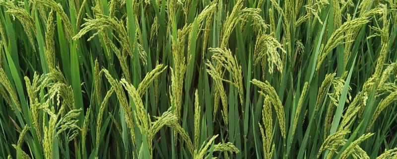 粳米的种植技术，施肥量视稻田肥力和产量指标而定