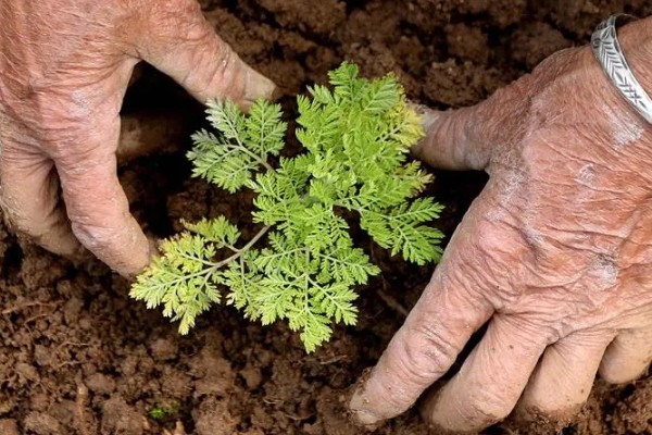 青蒿如何繁殖，可种子繁殖、扦插繁殖等