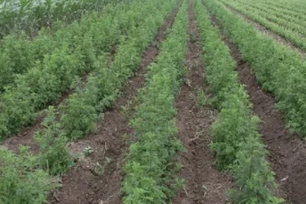 青蒿如何繁殖，可种子繁殖、扦插繁殖等