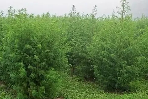 青蒿如何繁殖，可种子繁殖、扦插繁殖等