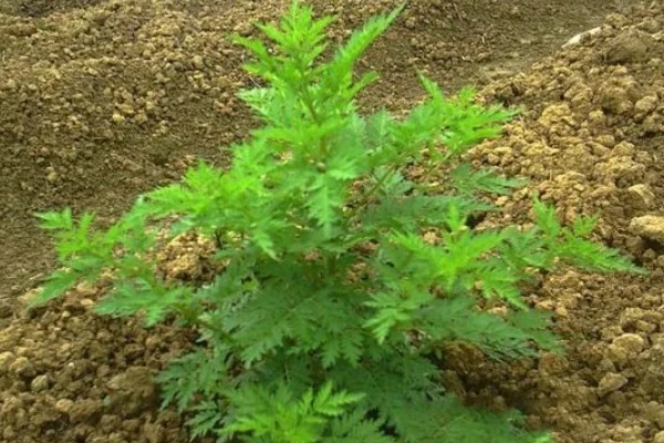 青蒿如何繁殖，可种子繁殖、扦插繁殖等