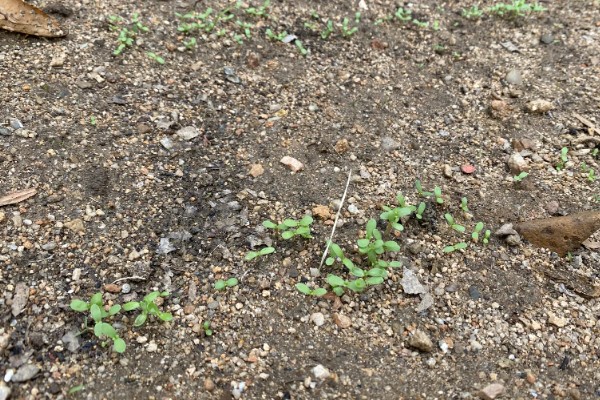 青蒿如何繁殖，可种子繁殖、扦插繁殖等