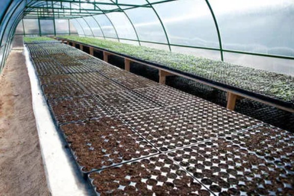 青蒿如何繁殖，可种子繁殖、扦插繁殖等