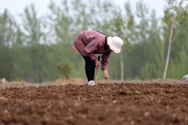 青蒿如何繁殖，可种子繁殖、扦插繁殖等