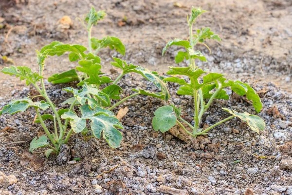 西瓜苗发生僵苗后怎么解决，要为其采取控温措施