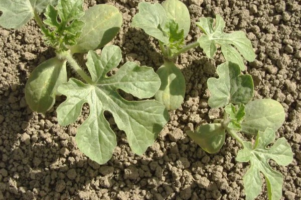 西瓜苗发生僵苗后怎么解决，要为其采取控温措施