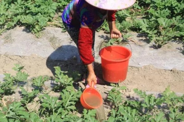 西瓜苗发生僵苗后怎么解决，要为其采取控温措施