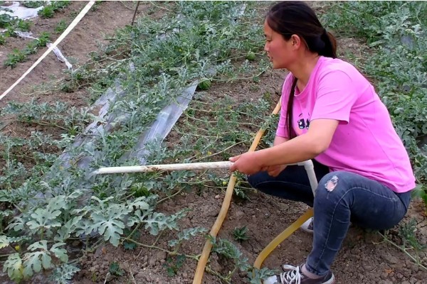 西瓜苗发生僵苗后怎么解决，要为其采取控温措施