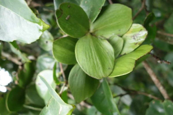 双子叶植物的特征，种子上会长有2片子叶