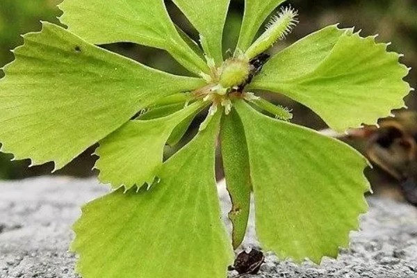 双子叶植物的特征，种子上会长有2片子叶