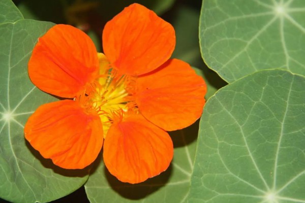 双子叶植物的特征，种子上会长有2片子叶