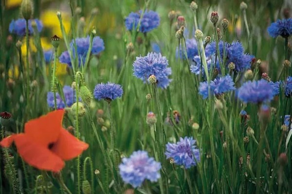 双子叶植物的特征，种子上会长有2片子叶