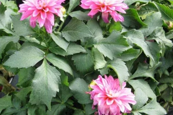 双子叶植物的特征，种子上会长有2片子叶