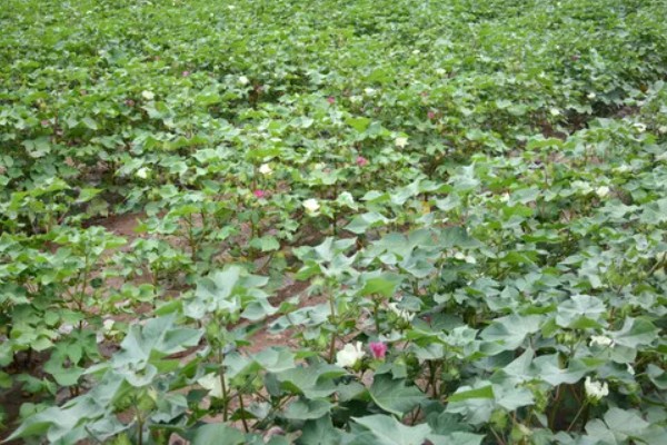 双子叶植物的特征，种子上会长有2片子叶