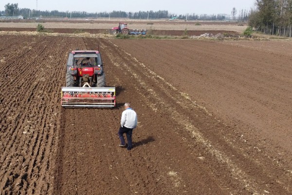 霜降播种小麦的播量,寒露时播种在9-12斤