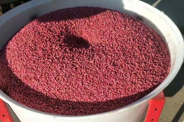 霜降播种小麦的播量,寒露时播种在9-12斤