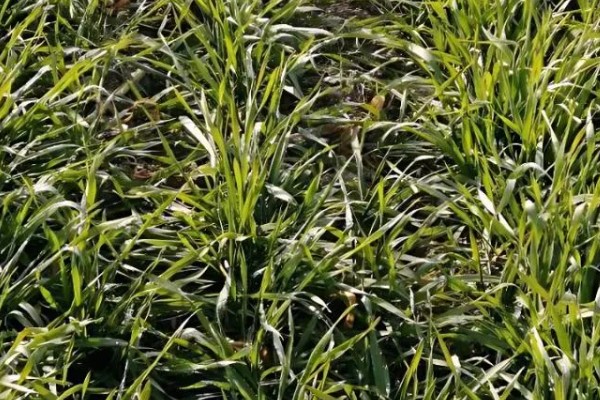 霜降播种小麦的播量,寒露时播种在9-12斤