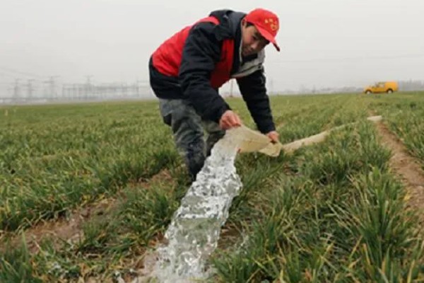 霜降播种小麦的播量,寒露时播种在9-12斤