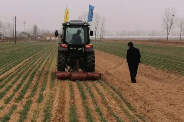 霜降播种小麦的播量,寒露时播种在9-12斤