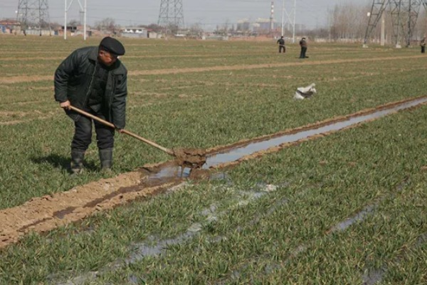 霜降播种小麦的播量,寒露时播种在9-12斤