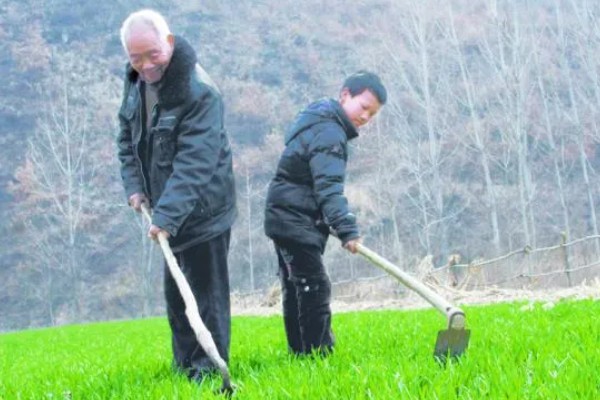 霜降播种小麦的播量,寒露时播种在9-12斤