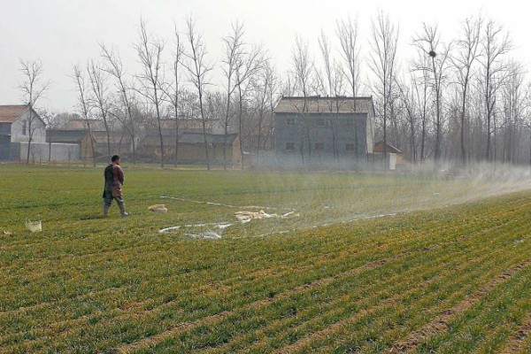 霜降播种小麦的播量,寒露时播种在9-12斤