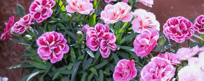 养康乃馨的方法，生长期间定期追施饼肥水