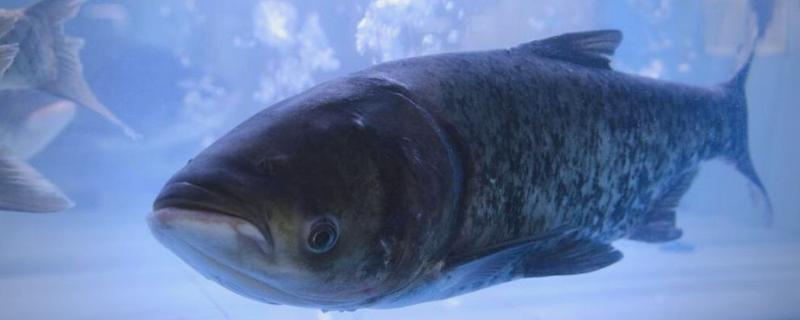大头鱼是哪种鱼，是指花鲢