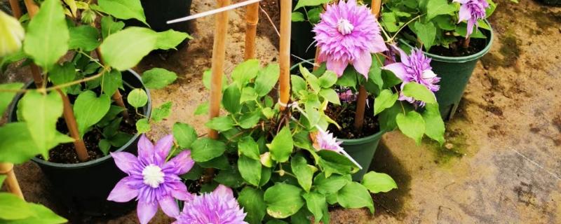 铁线莲的繁殖方法，可播种、分株、压条或扦插繁殖