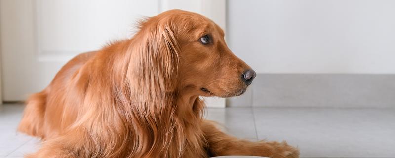 狗狗出门吃粪便的原因，可能是缺乏微量元素、感到饥饿等因素所致