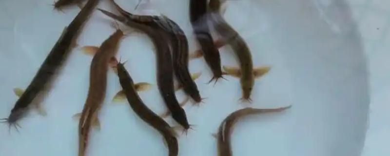 泥鳅怎么养，最适生存温度22-28℃
