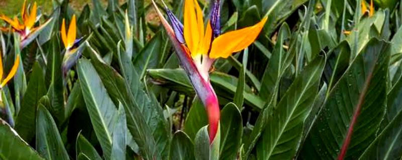 鹤望兰长得太高如何处理，剪除最上部的枝叶和突出的分枝