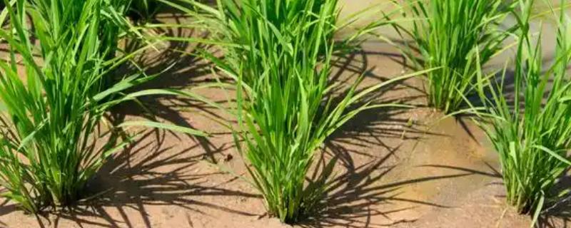 水稻分蘖过多如何解决，要及时排水晒田
